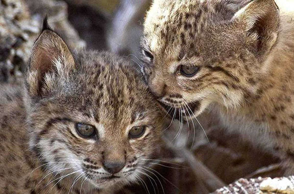 linces