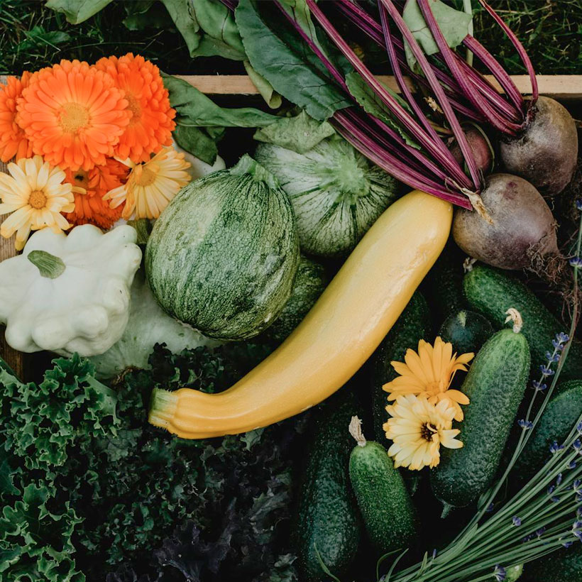 vegetales-huerta-finca-la-basilica